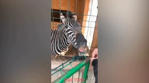 It's a collection of jokes (17)
