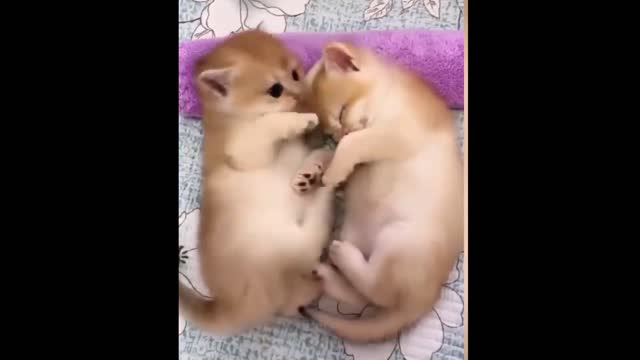 OMG So Cute Cats ♥ Best Funny Cat Videos 2021