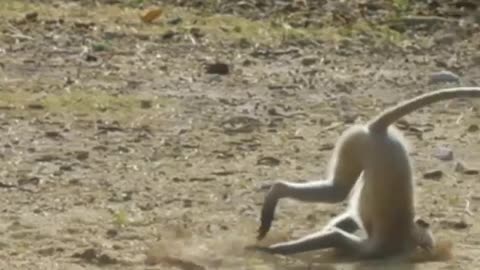 Monkey funny sleep