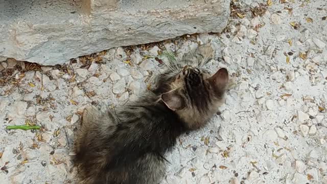 kittens playing in the yard gatinhos brincando no quintal