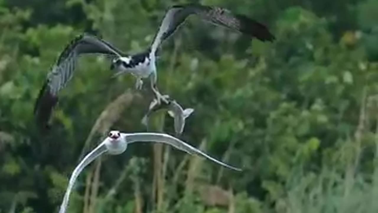 Crazy bird tries to steal an asprey redfish bird_wildlife_eagle