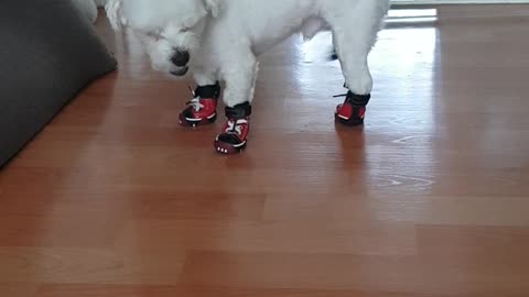 Mom bought me new shoes!