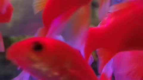 Small fish