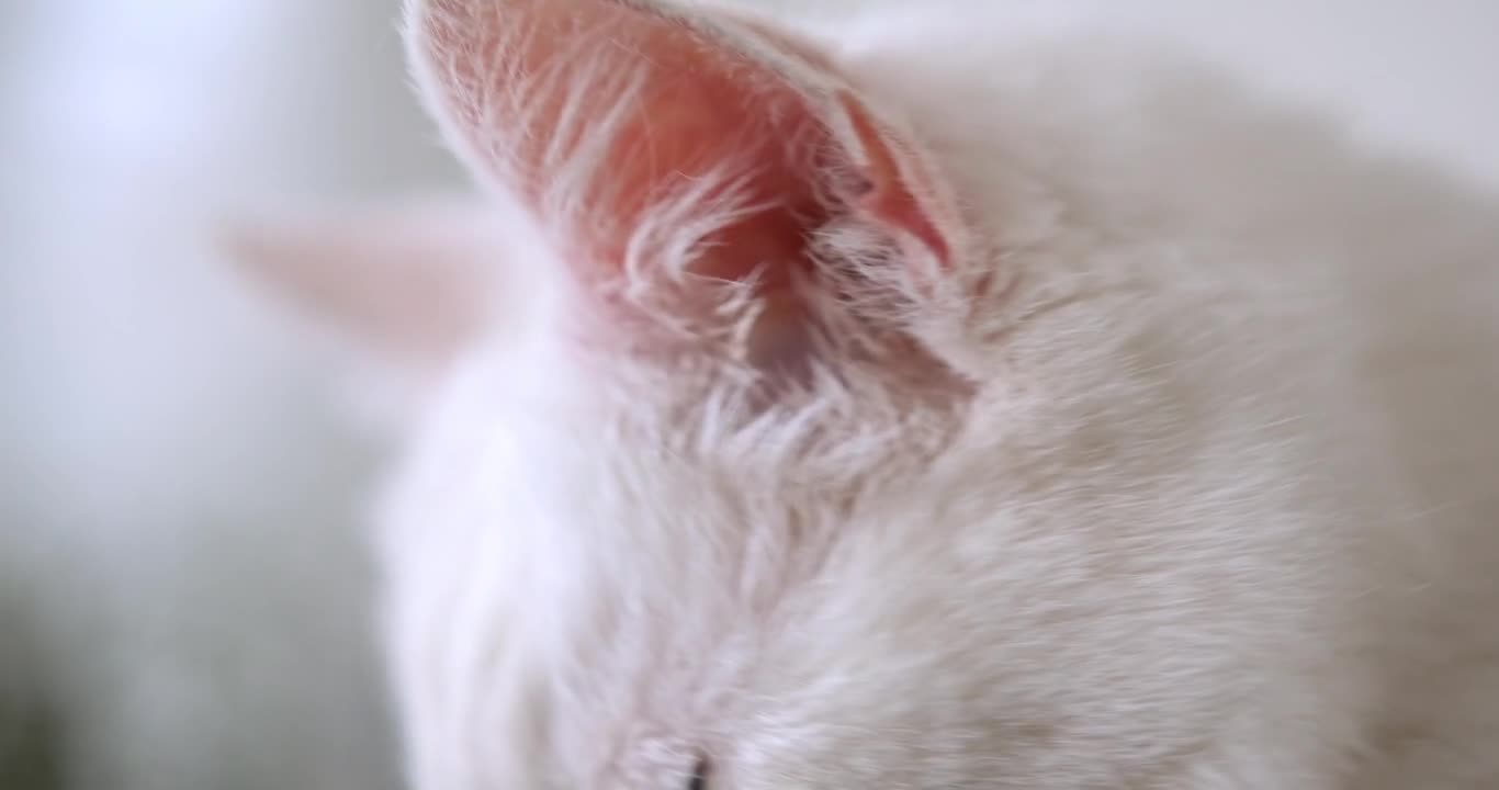 Close-up Footage Of A White Cat's Face