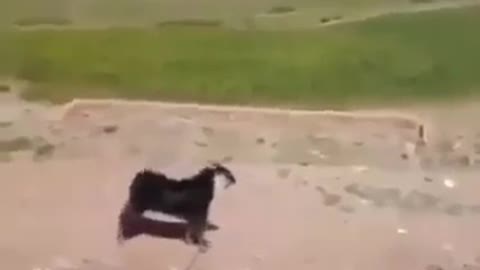 A Goat Enjoyed Play Football