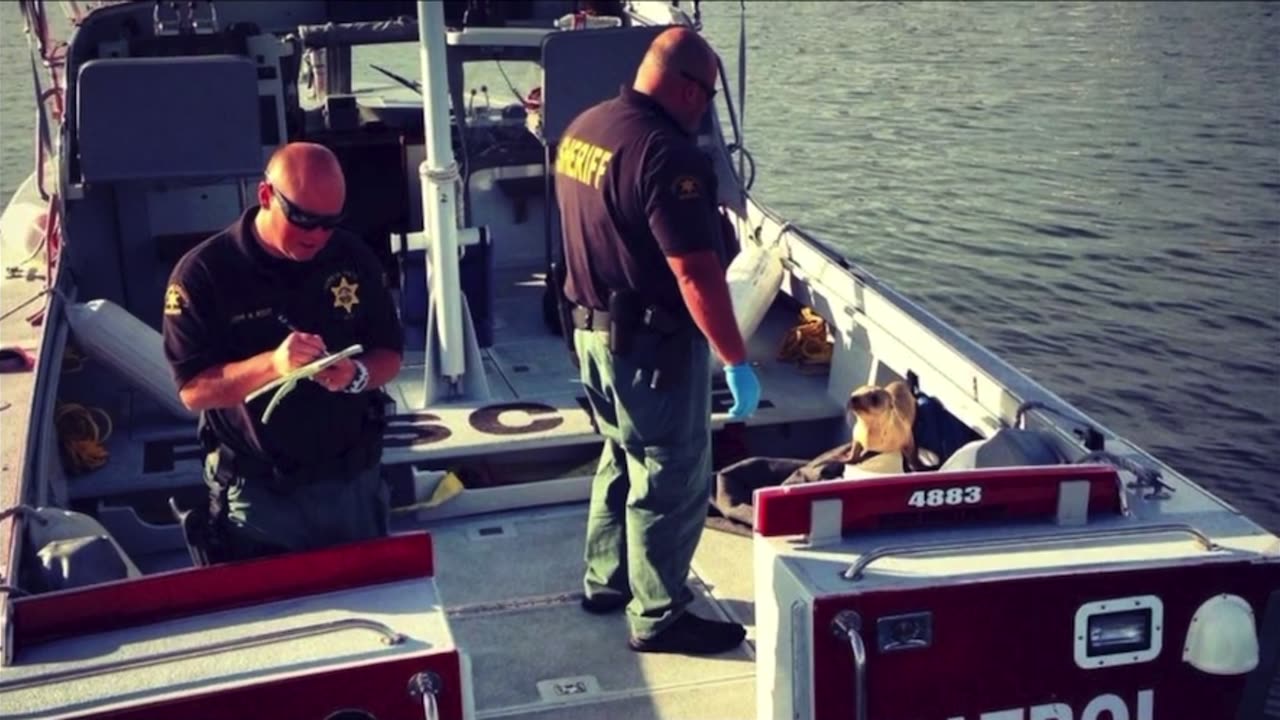 Injured Sea Lion Pup Desperate for help Jumps onto Boat in California