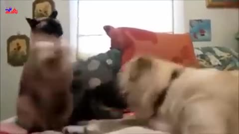 Cats fight with dogs