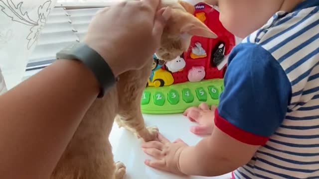 A Cute Baby Playing with His Toys and Cat