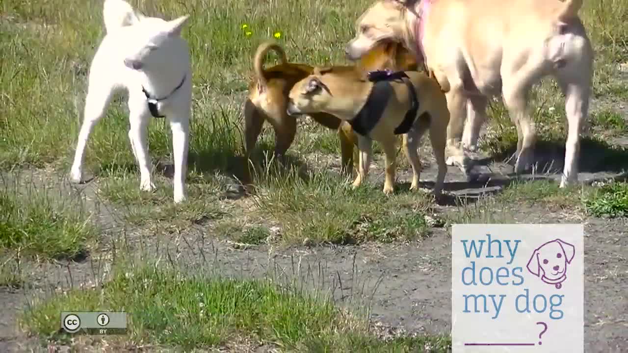 What Does A Good Dog Meeting Look Like