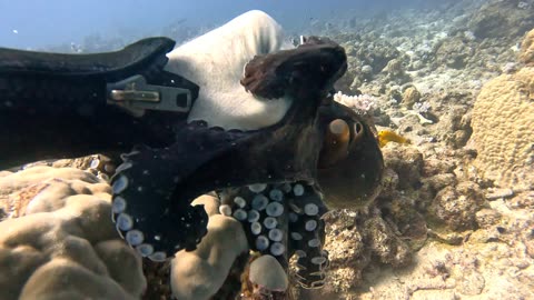 Octopus Grabs Diver's Hand