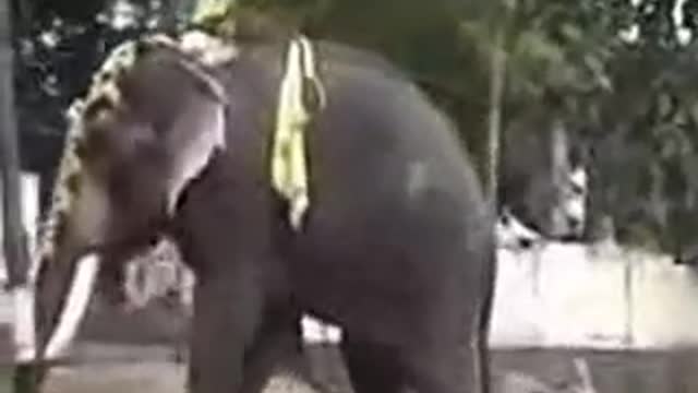 Elephant attack in Kerala India lucky guy escape from Death [SiGator]