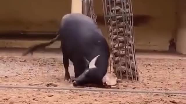 How black bull saves tortoise