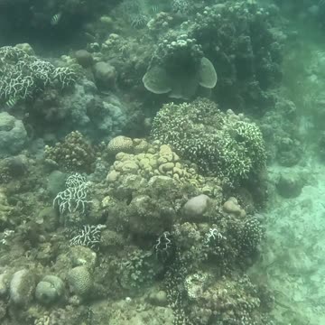 The Reef is Healing: Snorkeling through Nature's Comeback 🐠🌿🌊