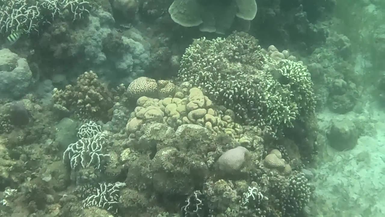 The Reef is Healing: Snorkeling through Nature's Comeback 🐠🌿🌊