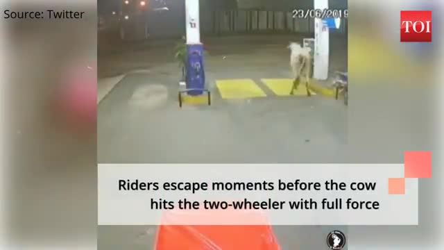 Cow on the street chases bikers