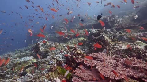 school of fish in coral reef