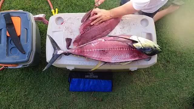 Tuna cleaning time lapse