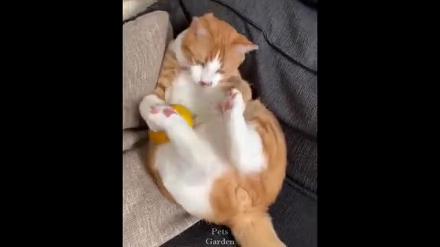 Cute Pets And Funny Animals Compilation #148​ 💗 Pets Garden