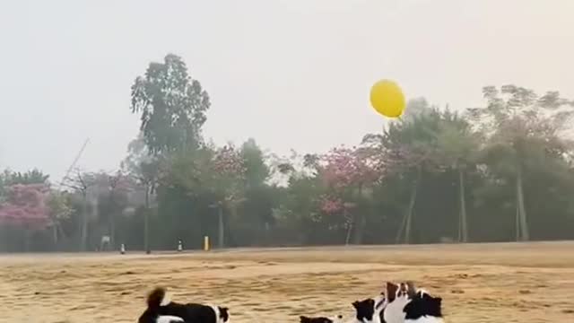 Lovely dogs playing with a ball