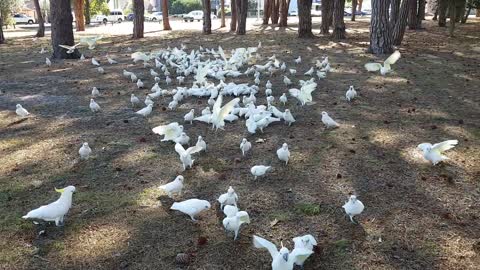 Help! A flock of wild cockatoos are following me!