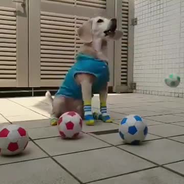 Best funny videos of dog