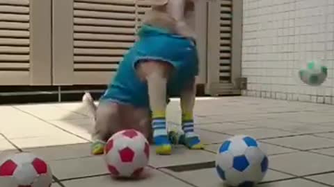 Best funny videos of dog