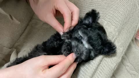 Cute silver toy poodle