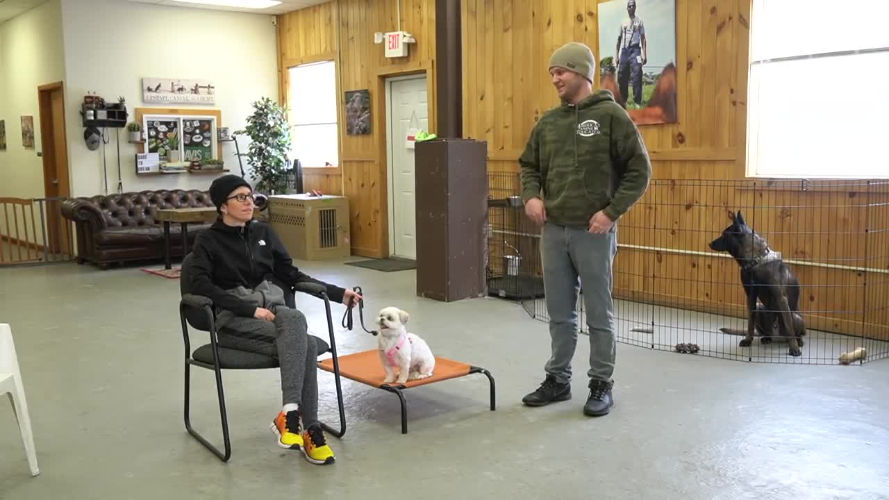 Training a nervous rescue dog