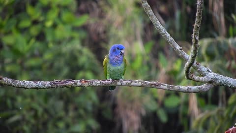 Blue parrot