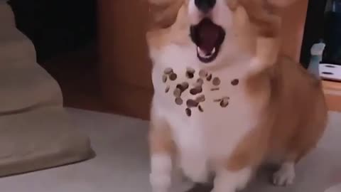 dog's snack