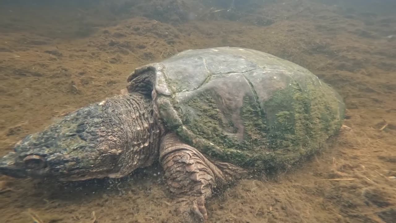 Snapping Turtle