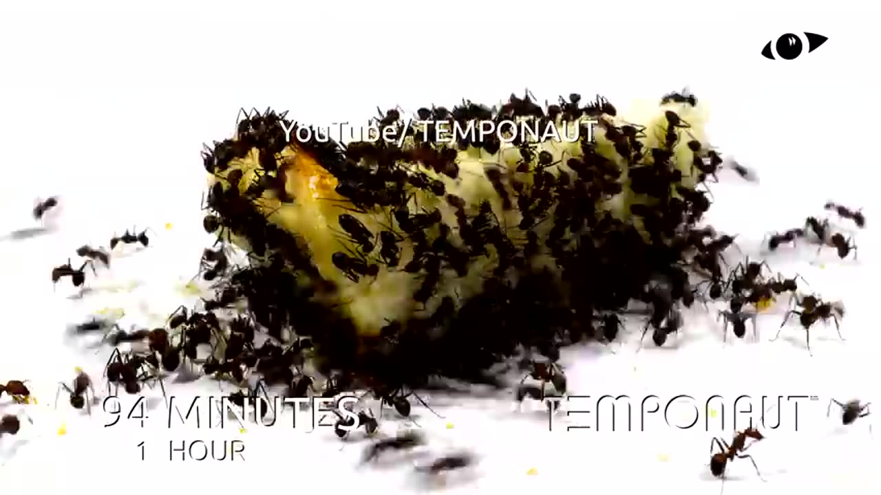 Ants vs Cheesecake