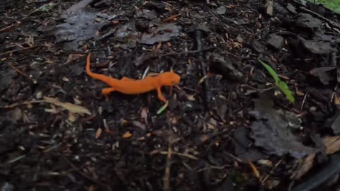 Eastern Newt