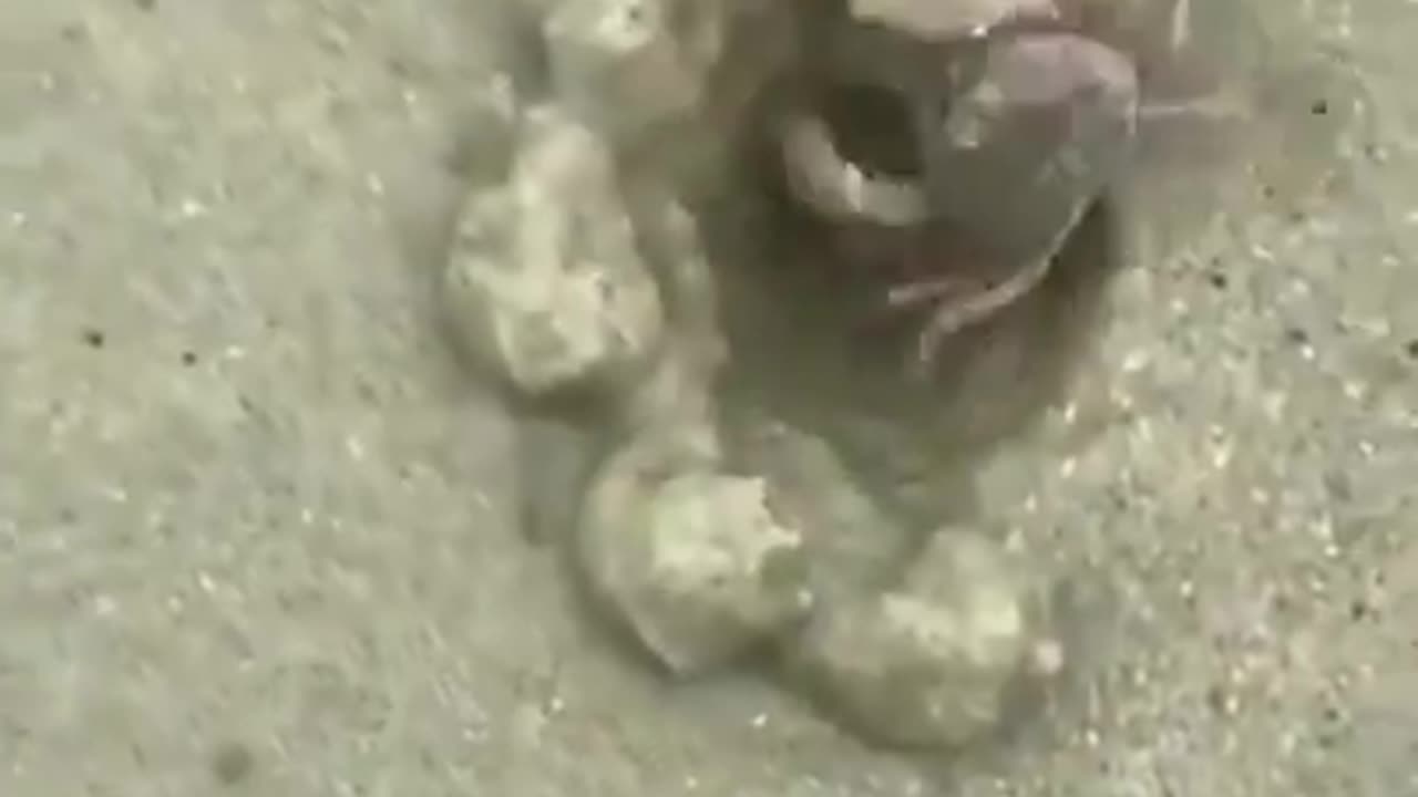 Crab building a sand hut in a matter of seconds