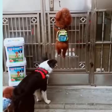 Funny animals | Clever Dog | Clever Puppy