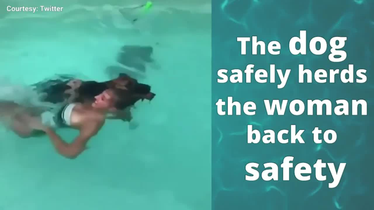 Dog be a Lifeguard