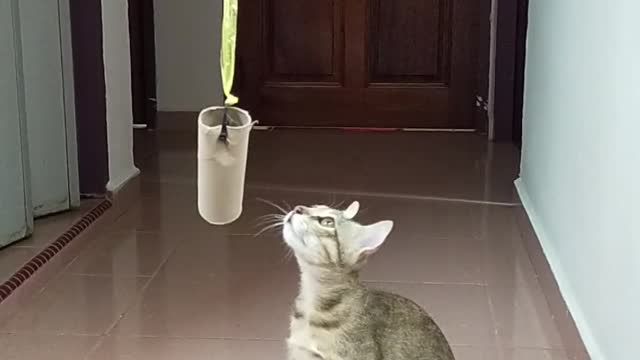 Cat jumping video 2021