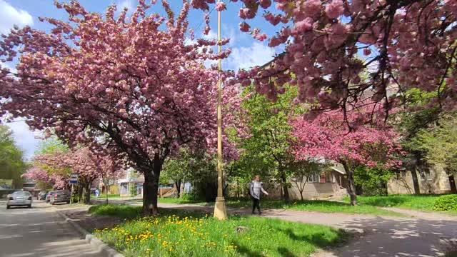 SAKUR TREES IN FLOWER in UZHHOROD