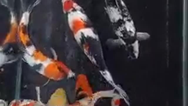 Koi fish pond (57)