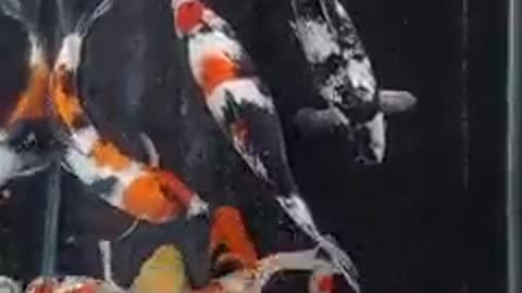 Koi fish pond (57)