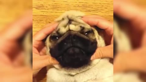 Helping Pugs Get Facial Massage