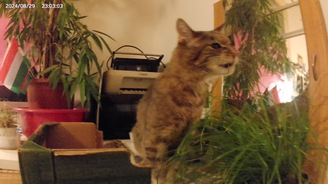 Odikatzi frisst Katzengras, 29.08.2024 [B] Wien