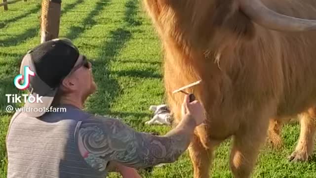 Amazing Farm Animal Bonding With Human