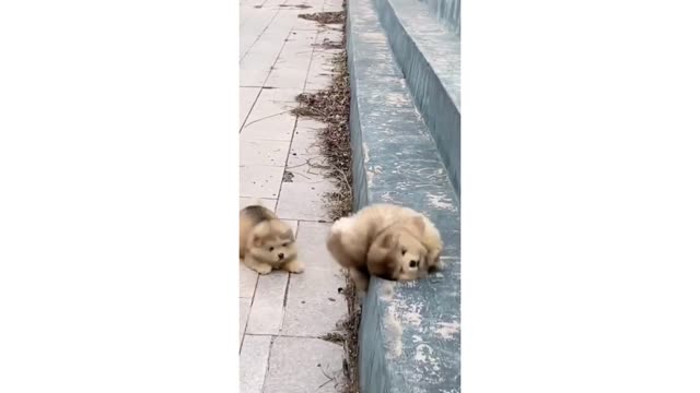funny lovely dog