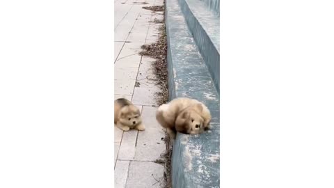funny lovely dog