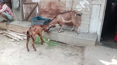 Goat fighting | And very strangely they fight