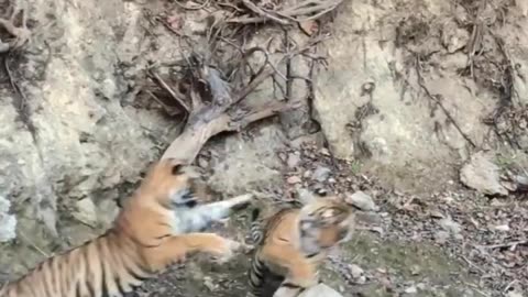 Wildlife in closer view with a natural perspective.