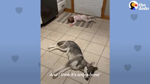 Baby Husky grows with the girl and they do everything together