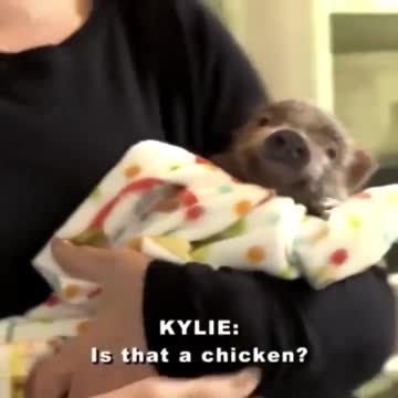 is that a chicken kylie jenner.
