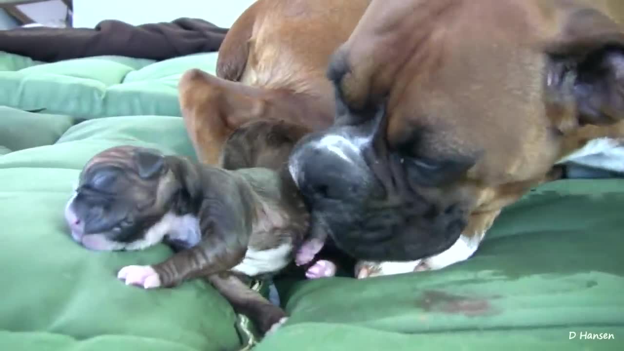 Dog having puppy